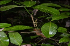 Psychotria adenophylla
